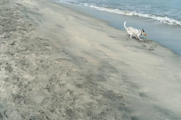 stock image Dog having fun at the beach on a summer's day