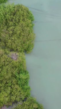 Hava aracı Kolombiya 'daki yemyeşil bir mangrov ormanında dolambaçlı bir nehrin üzerinden uçuyor.