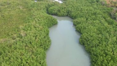 İnsansız hava aracı Rincon del Mar 'daki yemyeşil bir mangrov ormanında dolambaçlı bir nehrin üzerinde uçuyor.