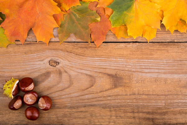 autumn frame from maple leaves and chestnut