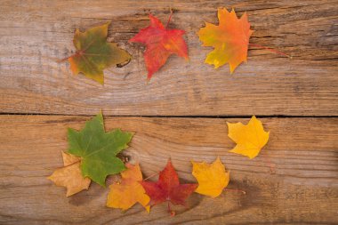 sonbahar arka plan whith akçaağaç yaprağı