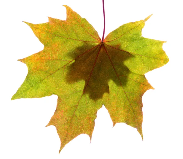Folhas de outono isolado com espaço de cópia — Fotografia de Stock