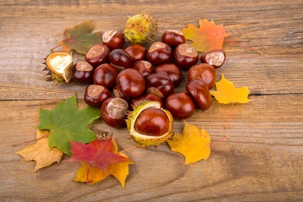 Autumn Background whith chestnut and maple leaf — Stock Photo, Image