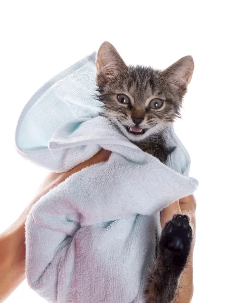 Kleines Kätzchen nach einer Dusche in den Händen des Mädchens auf weißem Backgr — Stockfoto