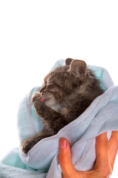 Kleine kitten na een douche in de handen van het meisje op witte backgr — Stockfoto