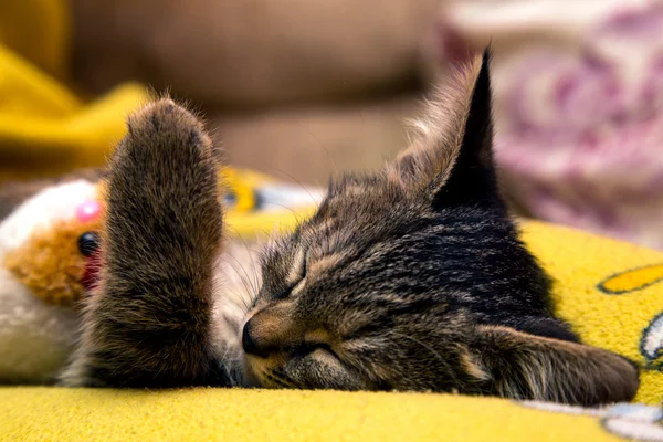 Kleine leuk katje slaapt knuffelen pluche speelgoed — Stockfoto