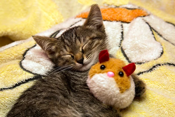 Pequeño lindo gatito duerme abrazando peluche juguete — Foto de Stock