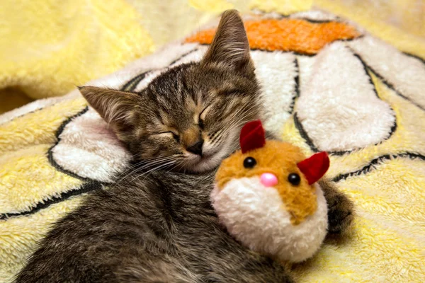 small cute kitten sleeps hugging plush toy