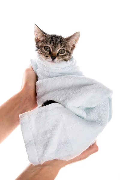 Pequeño gatito después de una ducha en las manos de la chica en blanco backgr Fotos de stock