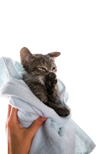 Piccolo gattino dopo una doccia nelle mani della ragazza su dorso biancogr Immagine Stock