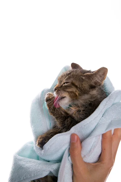 Pequeño gatito después de una ducha en las manos de la chica en blanco backgr Fotos de stock libres de derechos