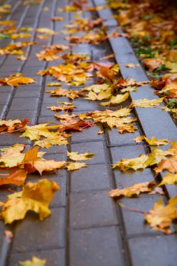 ıslak blok taş üzerinde sonbahar yaprakları
