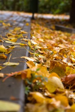 ıslak blok taş üzerinde sonbahar yaprakları