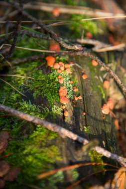 Ormandaki eski ahşap turuncu mantarlar