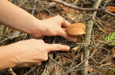 Kız el almak büyük mantar ormanda