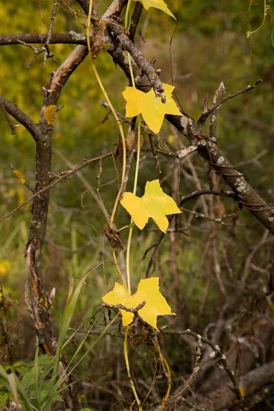 Eski ölü dalda sarı sonbahar yaprakları — Stok fotoğraf