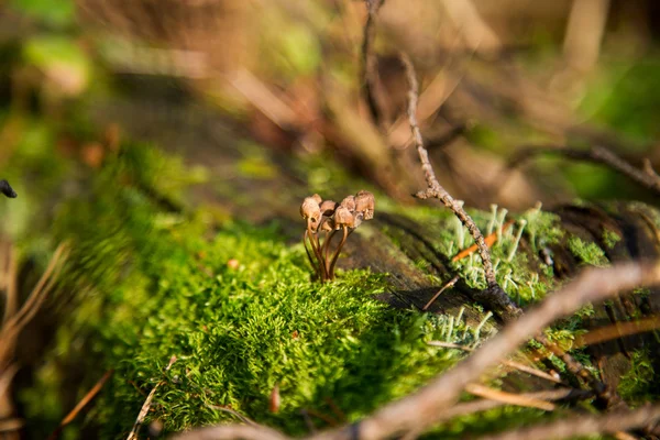 Cogumelo em musgo na floresta — Fotografia de Stock