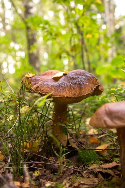 Iso sieni metsässä — kuvapankkivalokuva