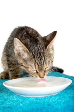 Mavi yumuşak yüzey üzerinde süt pembe dil içme yavru kedi