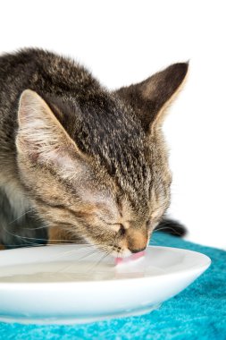 Mavi yumuşak yüzey üzerinde süt pembe dil içme yavru kedi