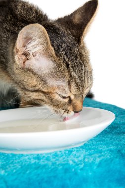 Mavi yumuşak yüzey üzerinde süt pembe dil içme yavru kedi