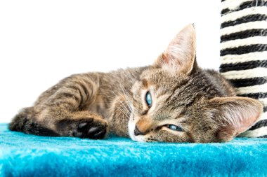 Mavi peluş yumuşak yüzey üzerinde yalan gri tabby yavru kedi
