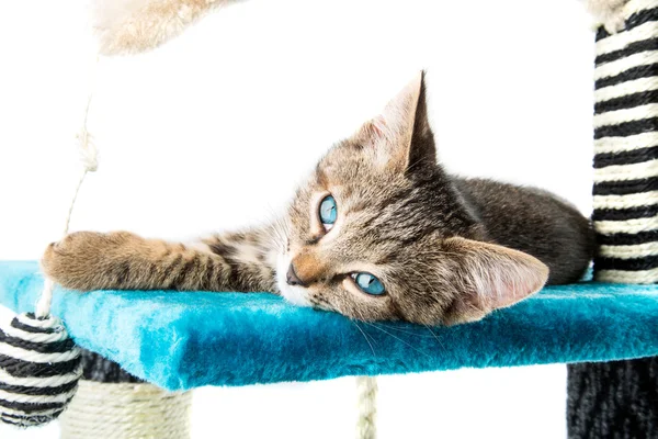 Grijze tabby kitten met blauwe ogen liggend op blauwe PLUSCHE zachte surfac — Stockfoto