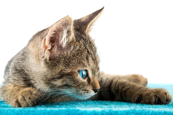 Grijze tabby kitten liggend op blauwe PLUSCHE zacht oppervlak — Stockfoto