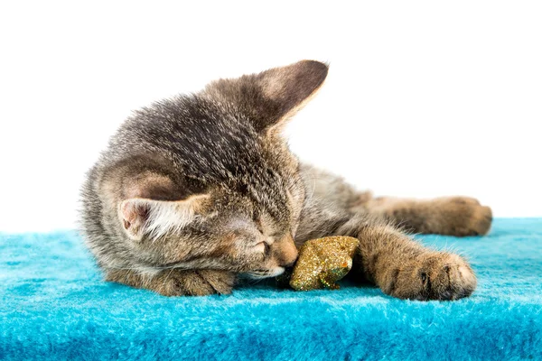 Grijze tabby kitten liggend op blauwe PLUSCHE zacht oppervlak — Stockfoto