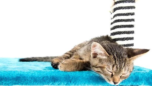 Grijze tabby kitten liggend op blauwe PLUSCHE zacht oppervlak — Stockfoto