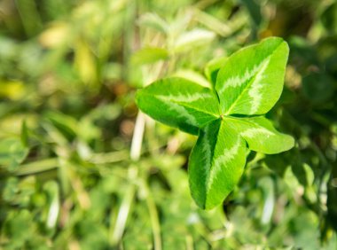 dört yapraklı yonca çim