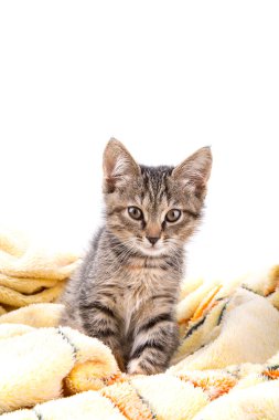 Small gray kitten look at camera on a soft yellow blanket