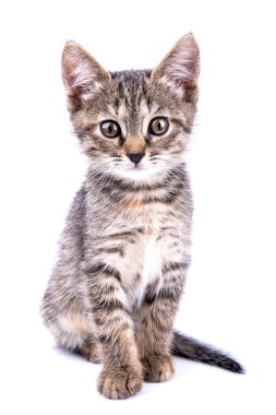 Small gray kitten look at camera isolated on white background