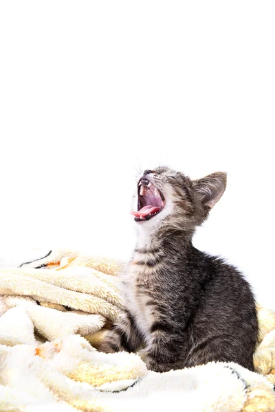 Little grey kitten yawning on a soft yellow blanket — Stockfoto