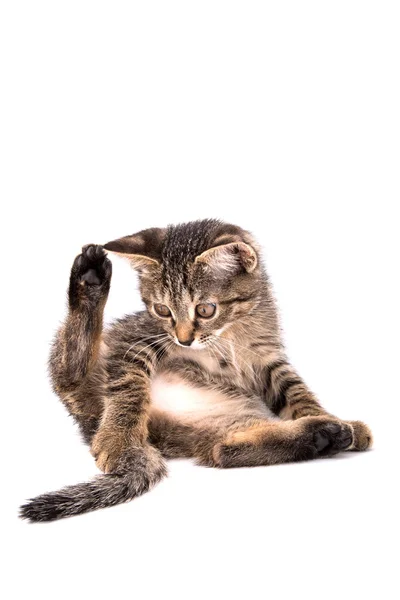 Gray tabby kitten raising his hind leg looks at the tail on a wh — Stockfoto