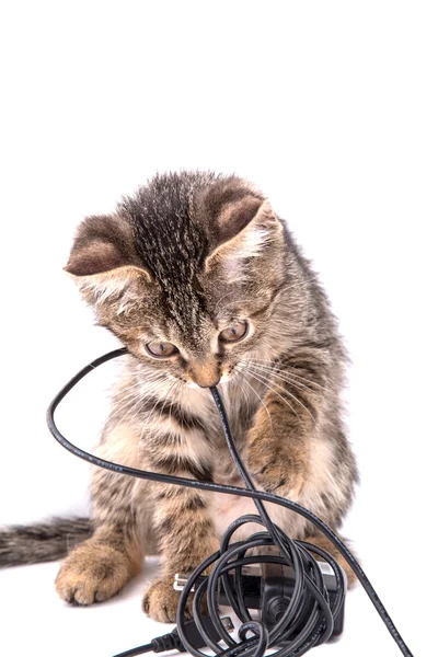 Gray tabby kitten chews on the charger cable on white background Stockfoto