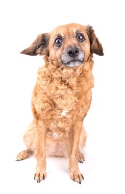 beyaz arkaplanda kırmızı köpek