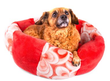 Red dog looking up on white background