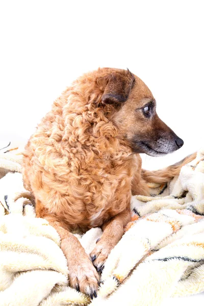 Red dog on a soft yellow blanket — ストック写真