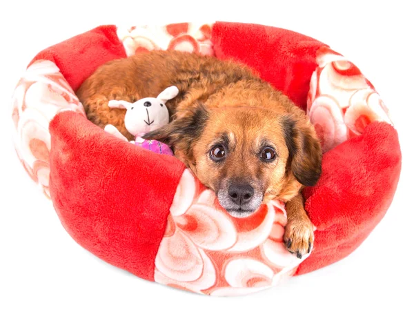 Red dog with toy looking up on white background Rechtenvrije Stockafbeeldingen