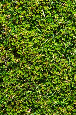 Yeşil Çimen Arkaplanı