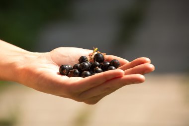 Bir avuç kadın elinde olgun böğürtlen