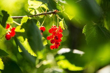 güneş ışığı altında dal Frenk üzümü