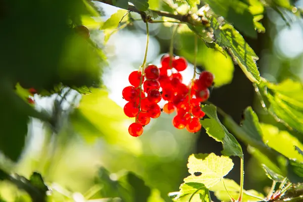 在阳光下的树枝上的红醋栗 — 图库照片