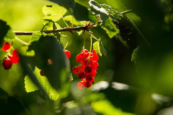 在阳光下的树枝上的红醋栗 — 图库照片