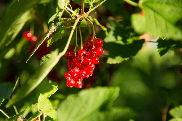 Red currant on a branch in the sunlight — Stock Photo, Image