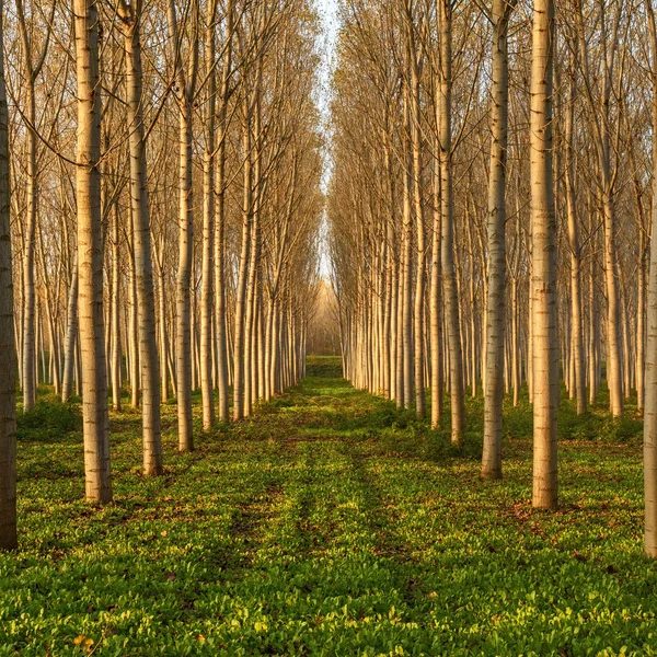 Álamos na floresta — Fotografia de Stock