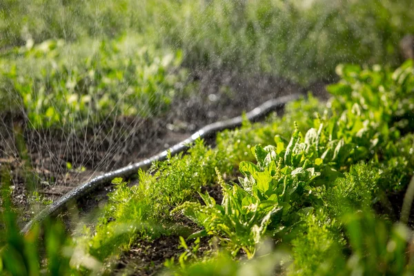 Watering vegetable garden — Stock Photo, Image