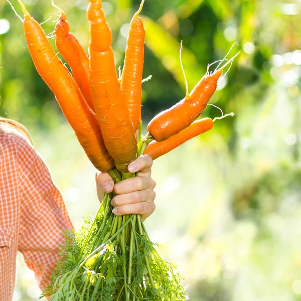 Ramo de verano con zanahorias orgánicas en manos de mujer — Foto de Stock