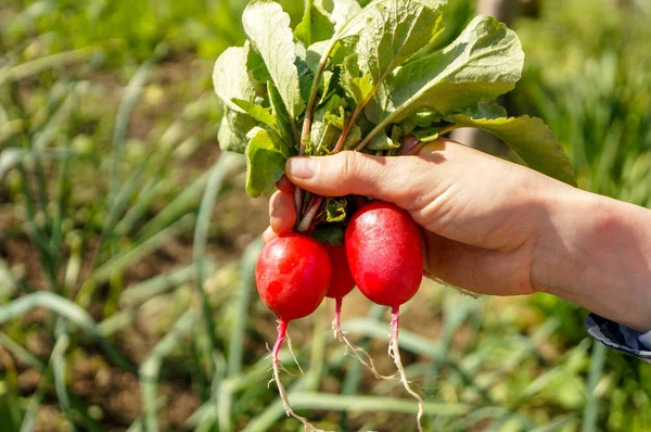 Rojo rojizo en la mano — Foto de Stock